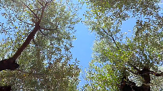 Touches in the Olive Grove
