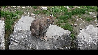 Luna Okko - Chill Day In Canada - Lunas Journey (episode 39)