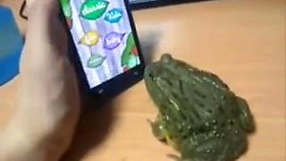 yump frog green