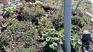 Nurse Vicki Is Sweating in the Garden