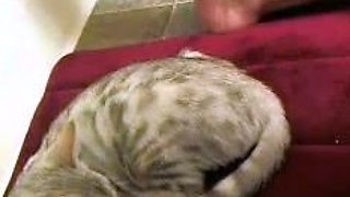 Chubby Brunette Big Boobs Dildo Masturbation