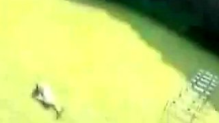 Japanese Sports Enthusiasts Go Wild by snahbrandy