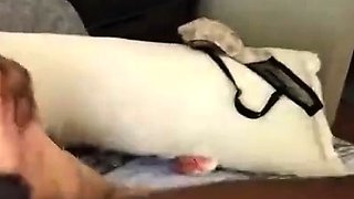 N2 The Gene Pool Black and Ebony