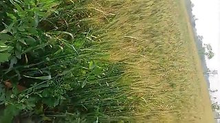 Devar Bhabhi Holi Sex - RadhaDevi Fucked Hard in 2025 Desi Video