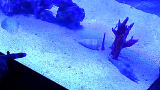 Hitch hiking teen outdoor public fuck in this hd video