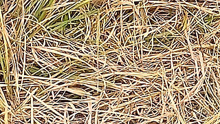 Caught Flashing and Fucked by Stranger