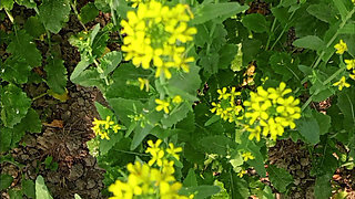 Bengali Wife First Time Video - Wet Pussy fingering 2026