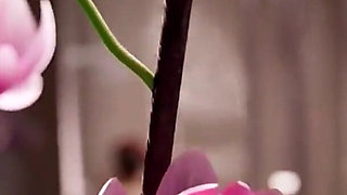 Apex Legends Lesbians Having Fun Rubbing Tight Bald Pussy